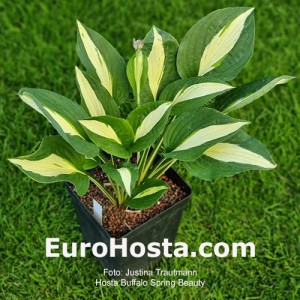 Hosta Buffalo Spring Beauty