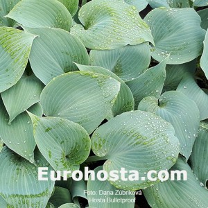 Hosta Bulletproof