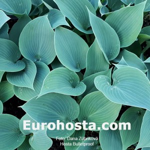 Hosta Bulletproof