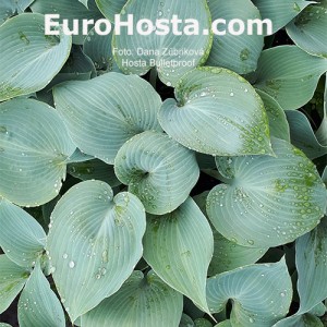 Hosta Bulletproof