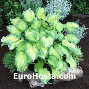 Hosta Cadillac - Eurohosta