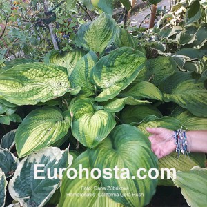 Hosta California Gold Rush