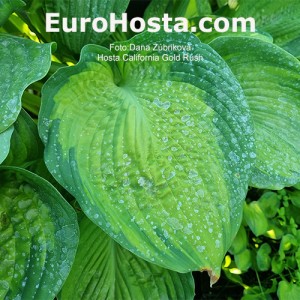 Hosta California Gold Rush