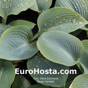 Hosta Camelot - Eurohosta