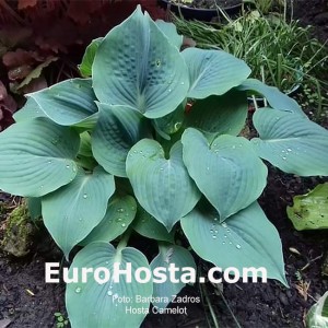 Hosta Camelot - Eurohosta