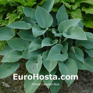 Hosta Canadian Blue - Eurohosta