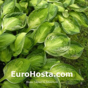 Hosta Captain's Adventure - Eurohosta