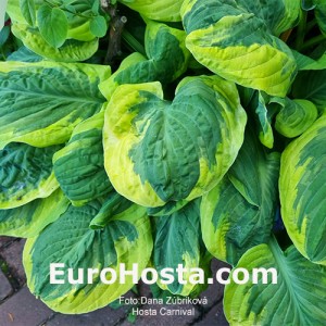 Hosta Carnival - Eurohosta