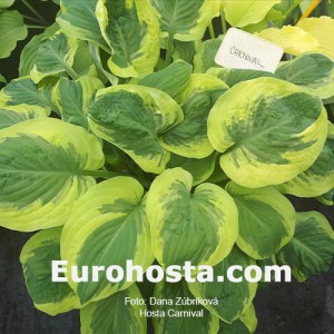 Hosta Carnival - Eurohosta