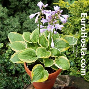 Hosta Carousel - Eurohosta