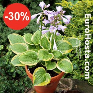 Hosta Carousel - Eurohosta