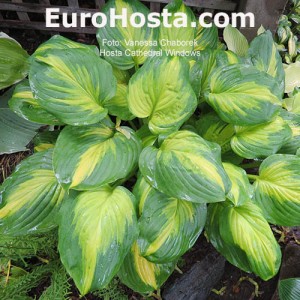 Hosta Cathedral Windows - Eurohosta