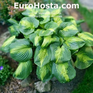 Hosta Cathedral Windows - Eurohosta