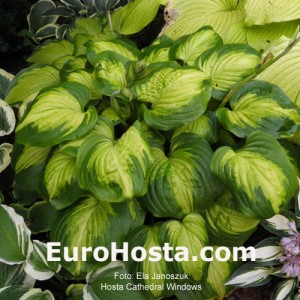 Hosta Cathedral Windows - Eurohosta