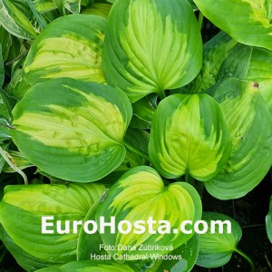 Hosta Cathedral Windows - Eurohosta