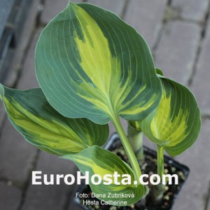 Hosta Catherine - Eurohosta