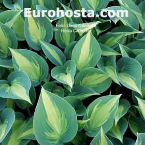 Hosta Catherine