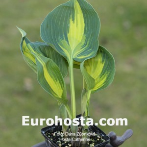 Hosta Catherine