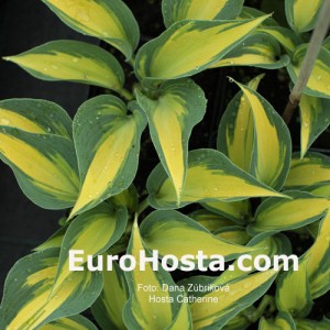 Hosta Catherine - Eurohosta