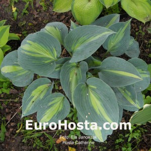 Hosta Catherine - Eurohosta