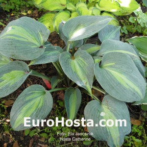 Hosta Catherine - Eurohosta