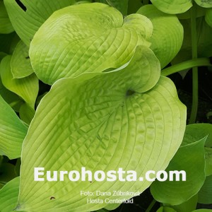 Hosta Centerfold - Eurohosta