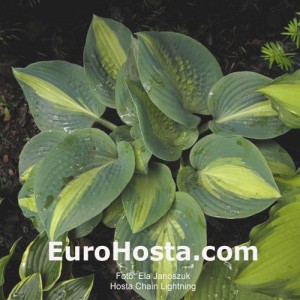 Hosta Chain Lightning - Eurohosta