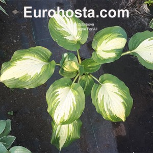 Hosta Champagne for All