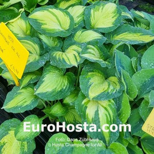 Hosta Champagne for All