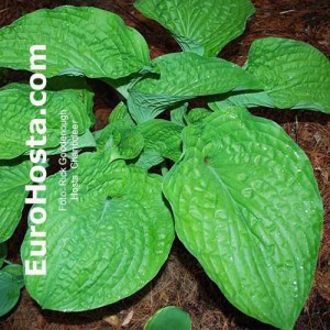 Hosta Chanticleer