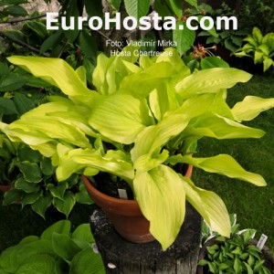 Hosta Chartreuse