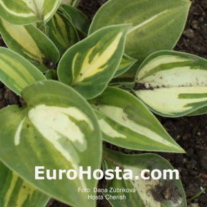 Hosta Cherish - Eurohosta