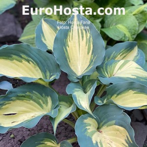 Hosta Cherokee