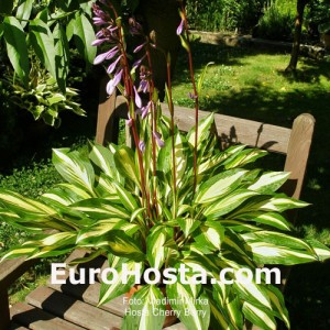 Hosta Cherry Berry - Eurohosta