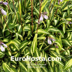 Hosta Cherry Berry