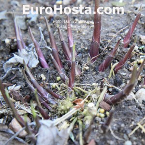 Hosta Cherry Berry - Eurohosta