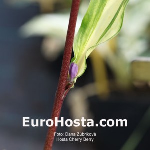 Hosta Cherry Berry - Eurohosta