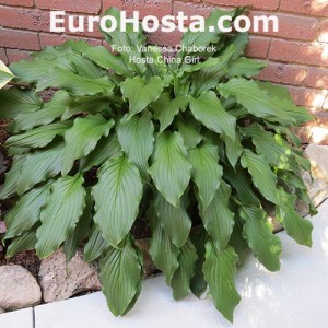 Hosta China Girl