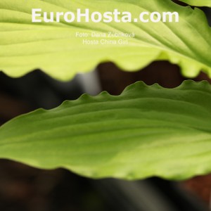 Hosta China Girl