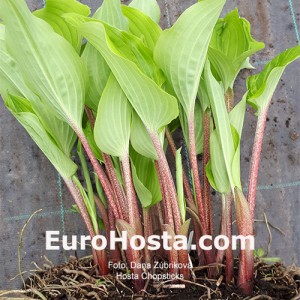 Hosta Chopsticks