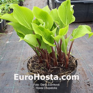 Hosta Chopsticks