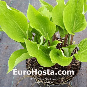 Hosta Chopsticks