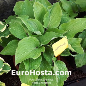 Hosta Chopsticks