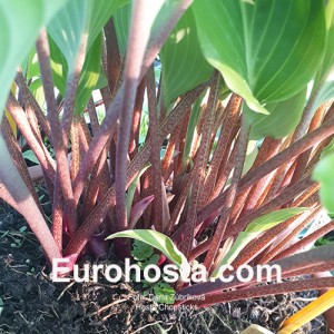 Hosta Chopsticks