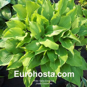 Hosta Chopsticks