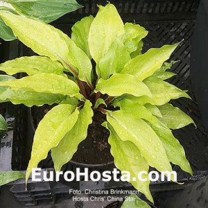 Hosta Chris' China Star | Eurohosta