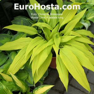 Hosta Chris' A Lalalala Long