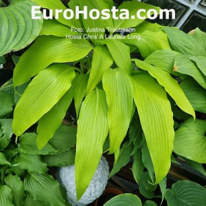 Hosta Chris' A Lalalala Long