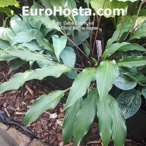 Hosta Chris' Purple Razor.