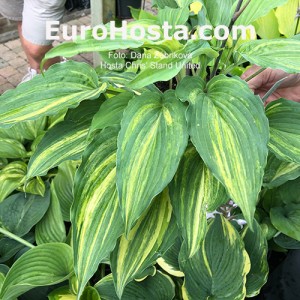 Hosta Chris' Stand United